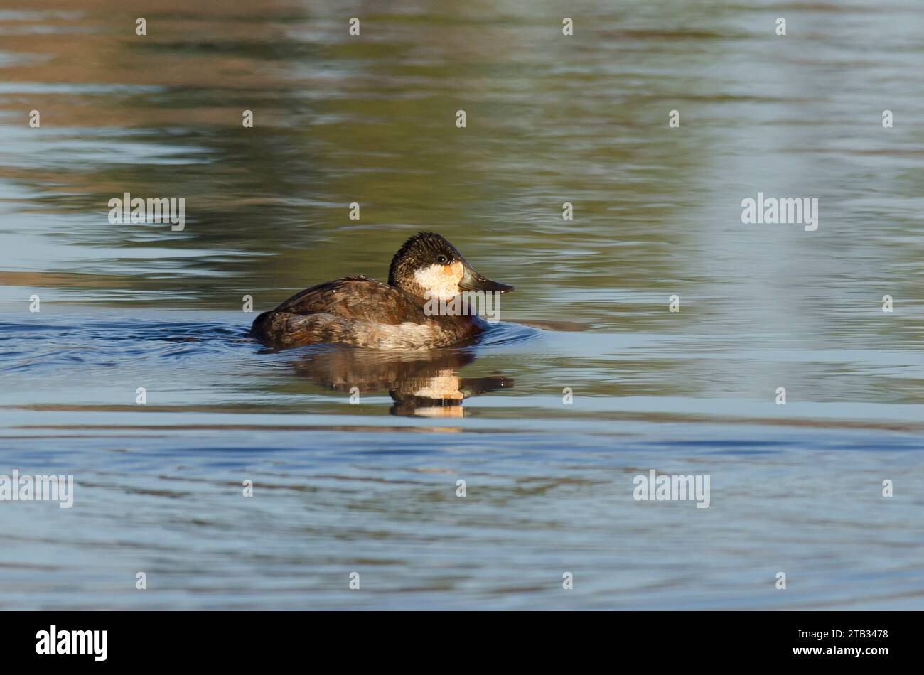 Drake Ruddy Duck Ruddy drake oxyura jamaicensis hi-res stock photography and images - Alamy