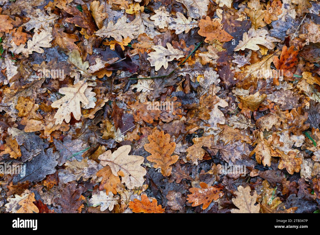 Close up of fallen autumn leaves of an oak tree quercus robur lying on ...