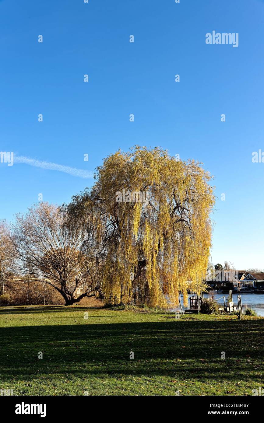 Weeping Willow tree, Salix Chrysocoma in autumnal colour by the River Thames on a sunny autumn day, Shepperton Surrey England UK Stock Photo