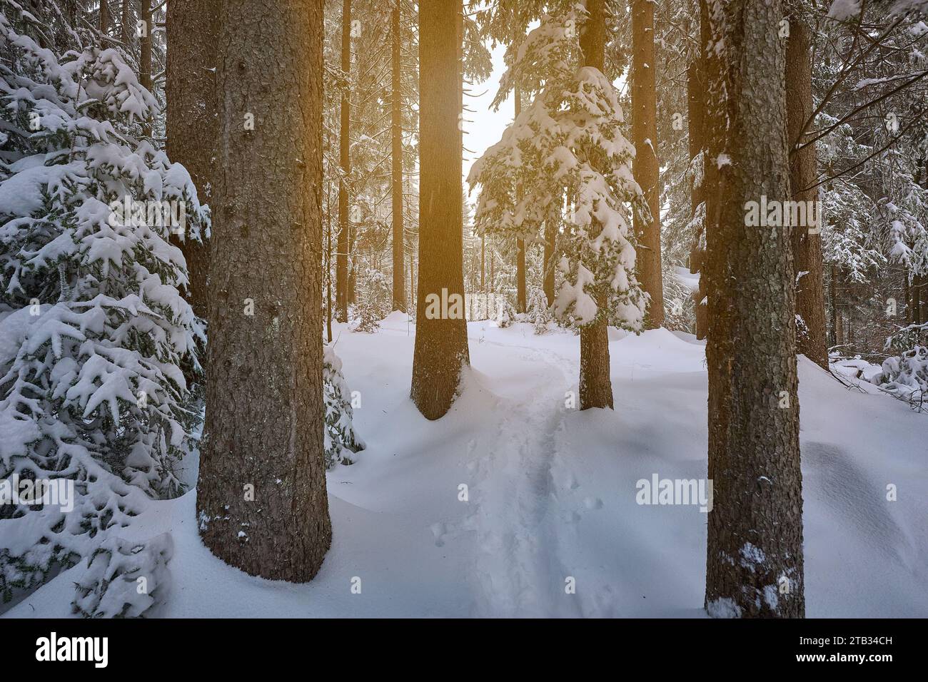 Wald horizontal hi-res stock photography and images - Alamy