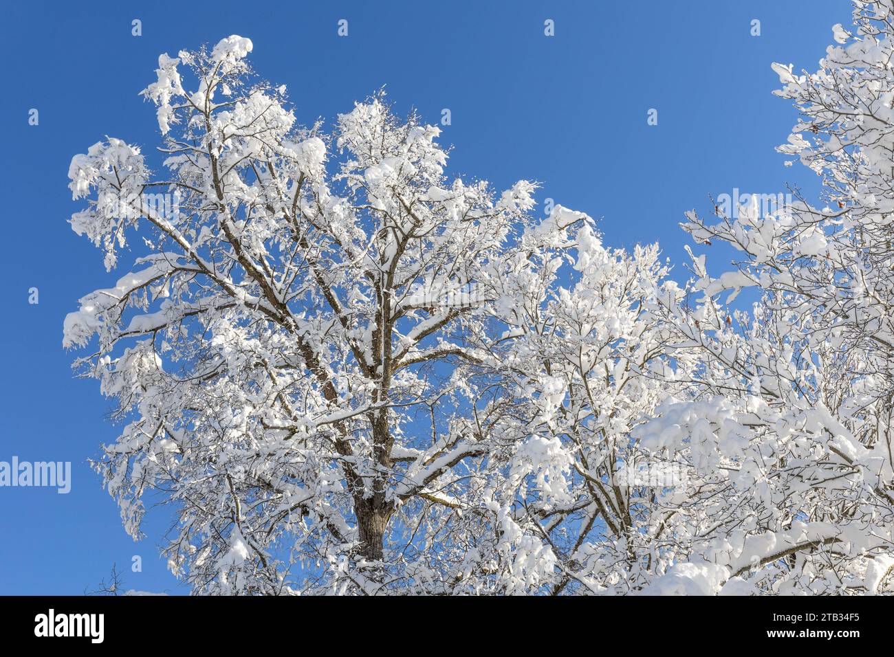 03.12.2023/Igls, Innsbruck, Tirol, Österreich/Bild: Linde, Tilia, verschneite Bäume, zugeschneiter Baum, schneebedeckte Zweige, Schnee auf den Bäumen, Winterlandschaft, Winter *** 03 12 2023 Igls, Innsbruck, Tyrol, Austria Image Lime tree, Tilia, snow-covered trees, snow-covered branches, snow on the trees, winter landscape, winter Credit: Imago/Alamy Live News Stock Photo