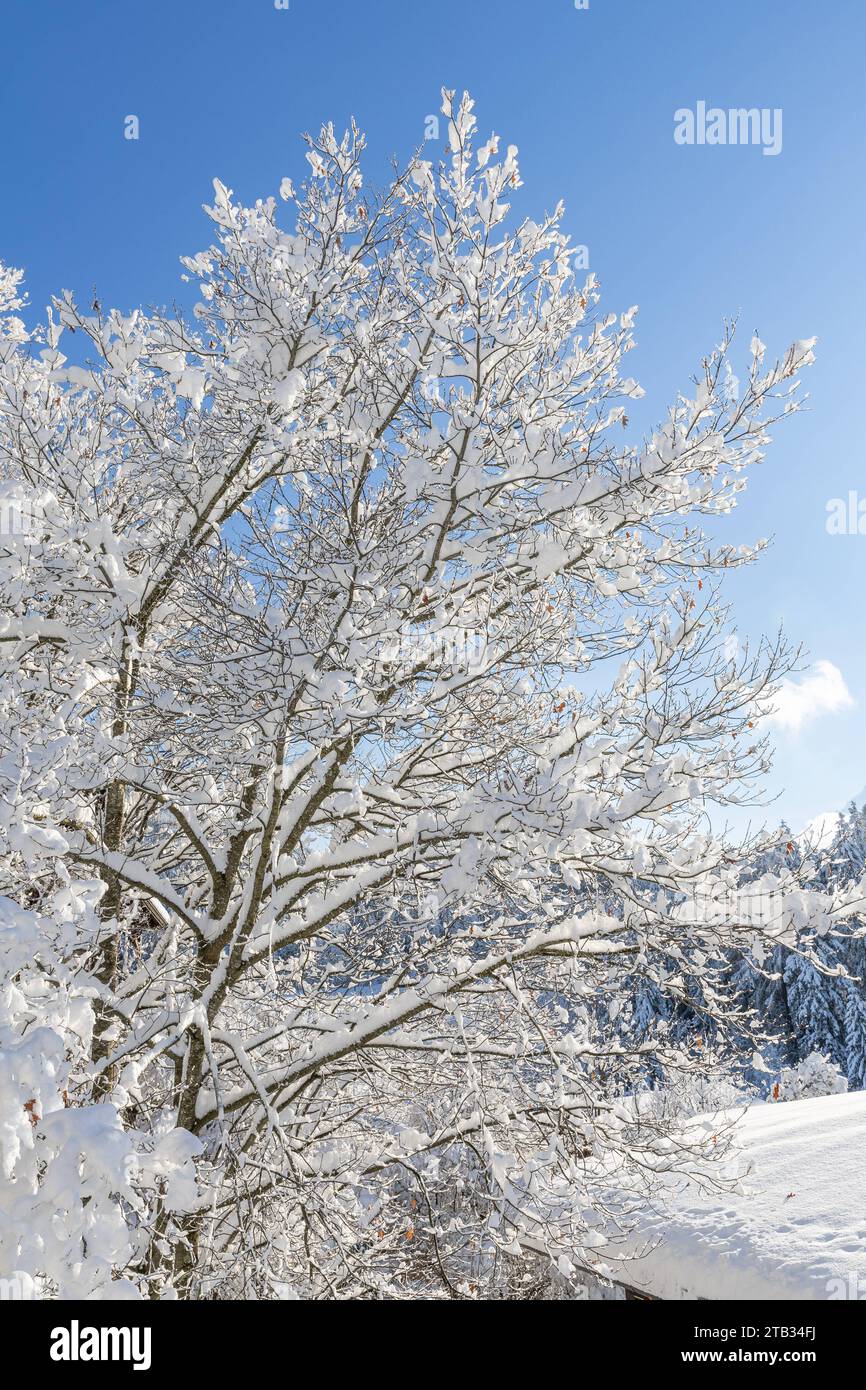 03.12.2023/Igls, Innsbruck, Tirol, Österreich/Bild: Eiche, Quercus, verschneite Bäume, zugeschneiter Baum, schneebedeckte Zweige, Schnee auf den Bäumen, Winterlandschaft, Winter *** 03 12 2023 Igls, Innsbruck, Tyrol, Austria Image oak, Quercus, snow-covered trees, snow-covered tree, snow-covered branches, snow on the trees, winter landscape, winter Credit: Imago/Alamy Live News Stock Photo