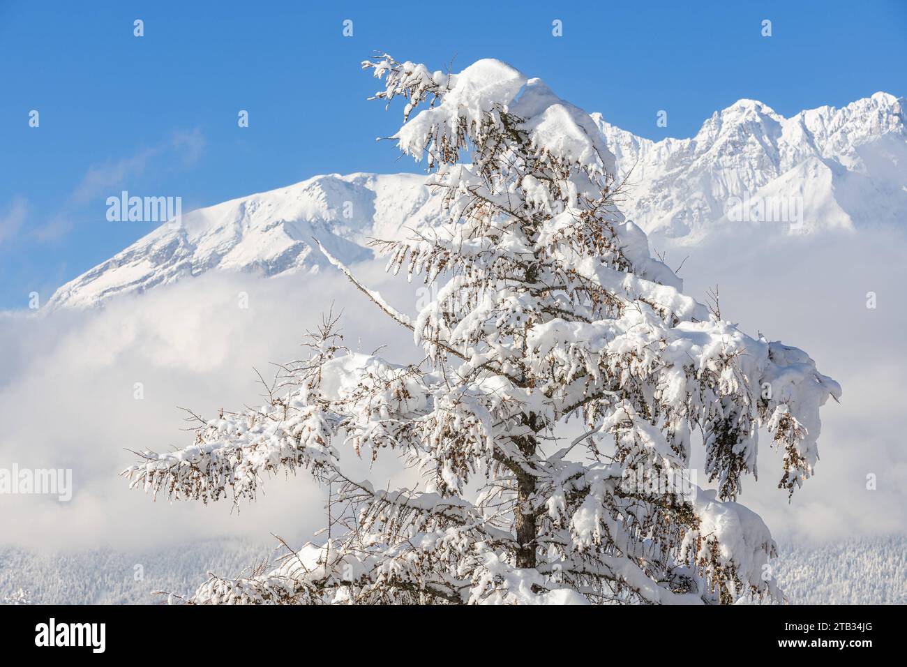 03.12.2023/Igls, Innsbruck, Tirol, Österreich/Bild: Lärche, Larix, verschneite Bäume, zugeschneiter Baum, schneebedeckte Zweige, Schnee auf den Bäumen, Winterlandschaft, Winter *** 03 12 2023 Igls, Innsbruck, Tyrol, Austria Image Larch, Larix, snow-covered trees, snow-covered tree, snow-covered branches, snow on the trees, winter landscape, winter Credit: Imago/Alamy Live News Stock Photo