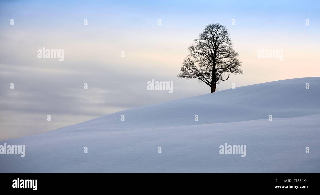 Lonely tree in a snowy winter landscape in the Bregenz Forest mountains in Vorarlberg, Austria Stock Photo