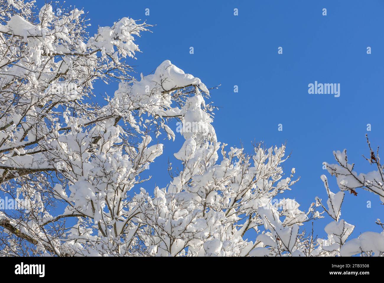 03.12.2023/Igls, Innsbruck, Tirol, Österreich/Bild: Linde, Tilia, Ahorn, Acer, verschneite Bäume, zugeschneiter Baum, schneebedeckte Zweige, Schnee auf den Bäumen, Winterlandschaft, Winter *** 03 12 2023 Igls, Innsbruck, Tyrol, Austria Image Linden, Tilia, Maple, Acer, snow-covered trees, snow-covered tree, snow-covered branches, snow on the trees, winter landscape, winter Credit: Imago/Alamy Live News Stock Photo
