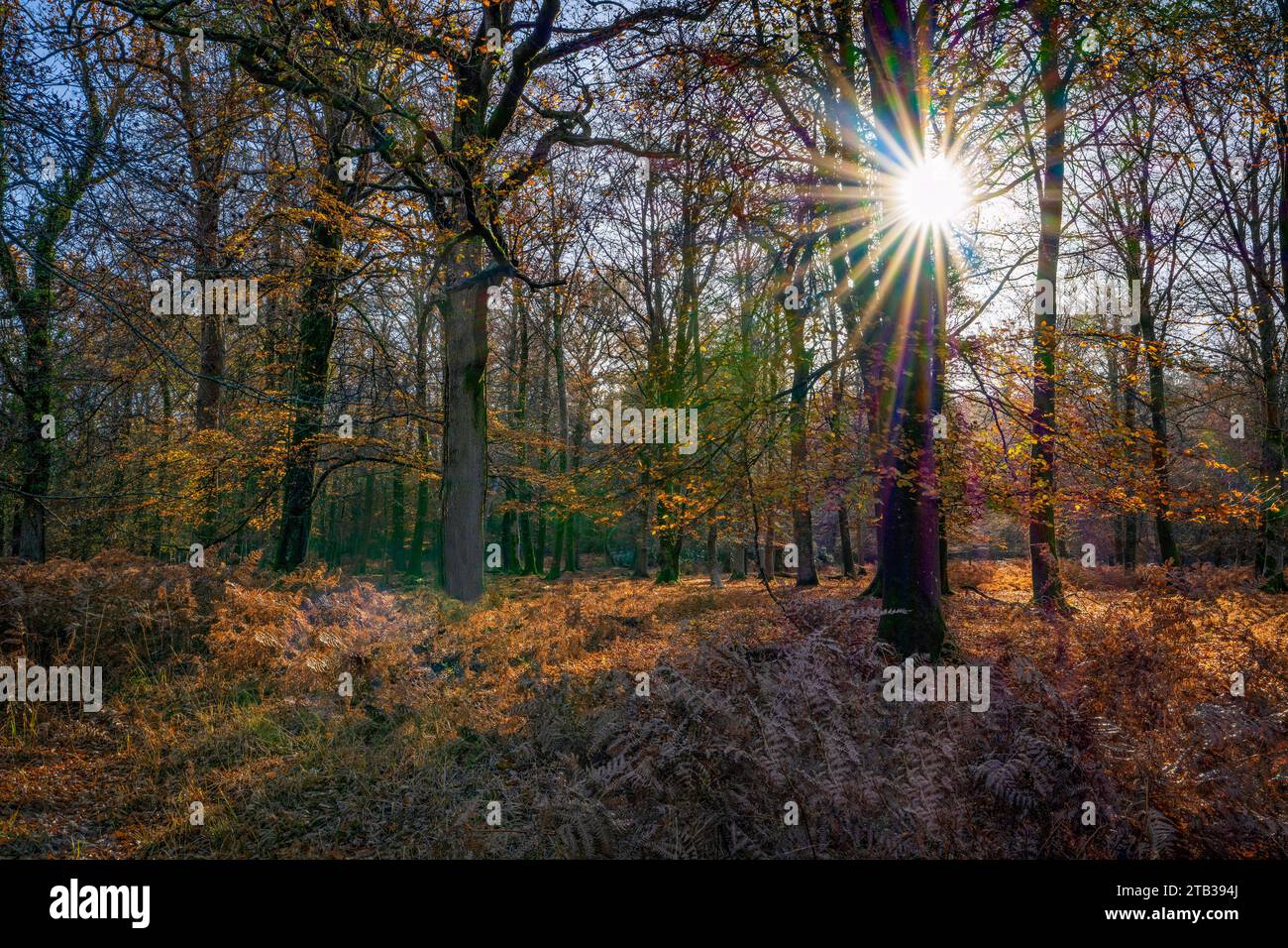 Autumnal colours on a sunny morning near Rhinefield Ornamental Drive in the New Forest National Park, Hampshire, England, Uk Stock Photo