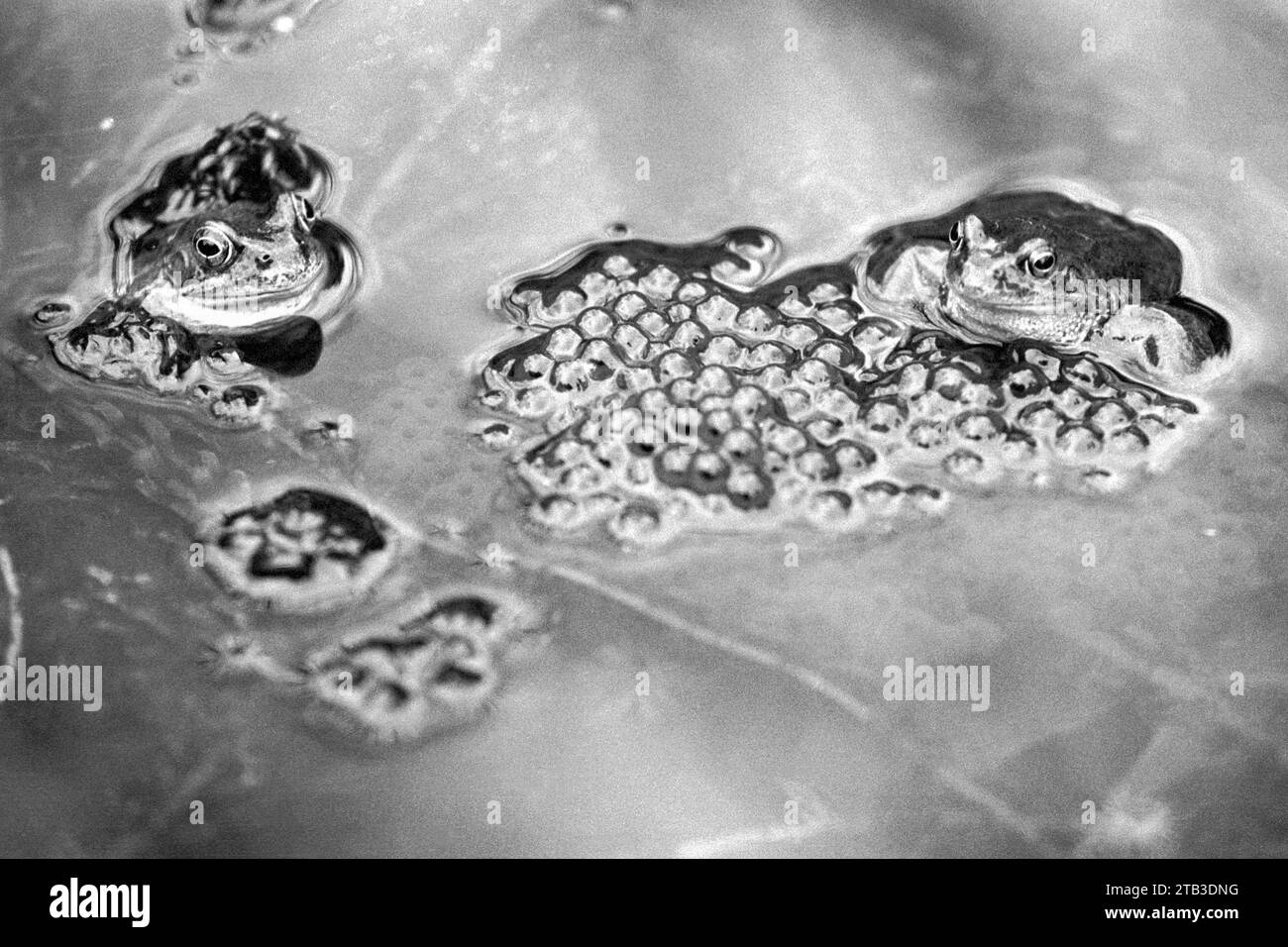 Steyning 1995 Frogs and frogspawn in a pond Stock Photo Alamy