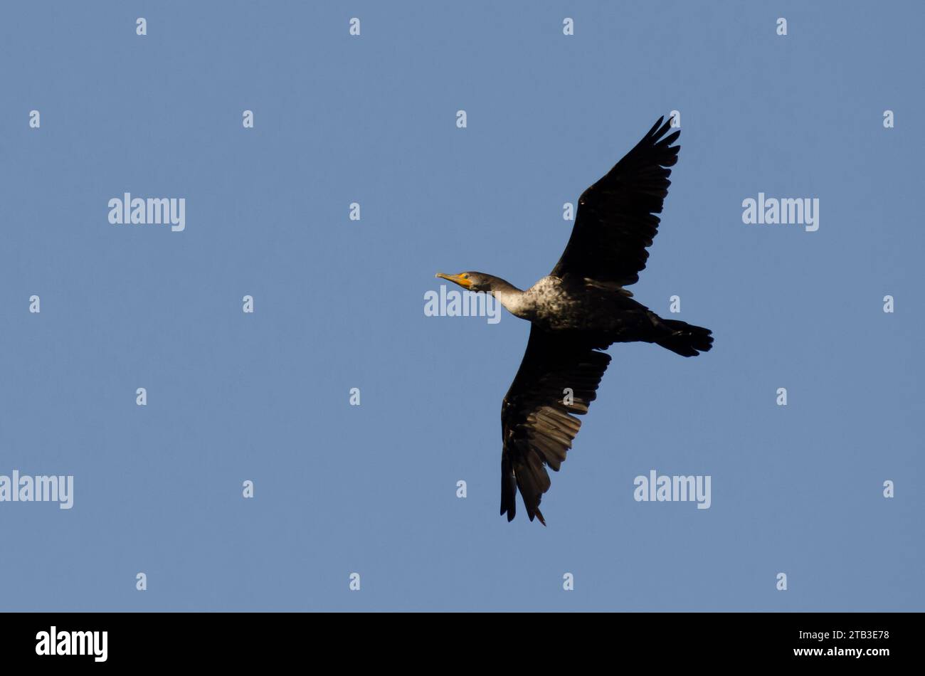 Double-crested Cormorant, Phalacrocorax auritus, in flight Stock Photo