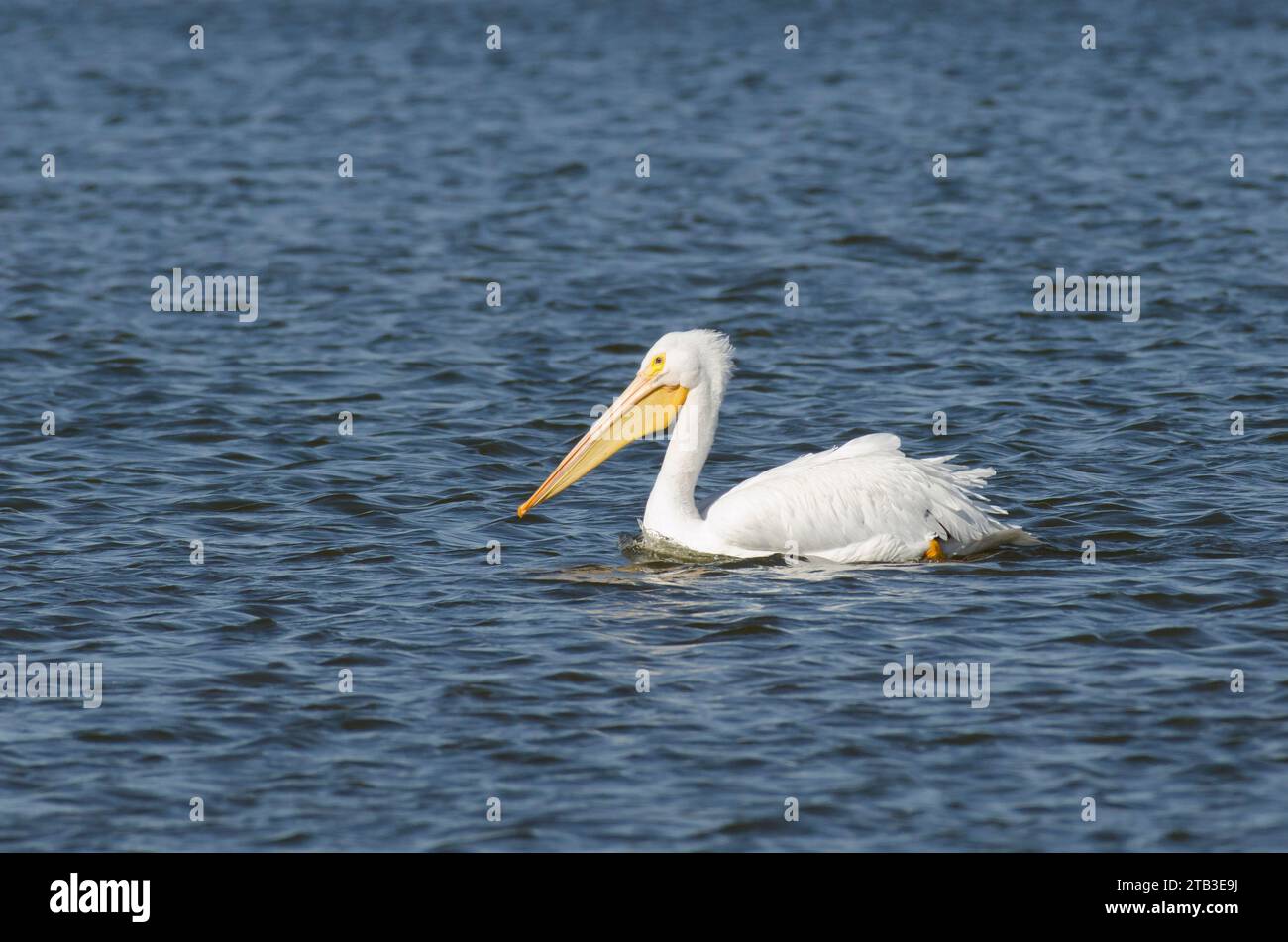 American White Pelican, Pelecanus erythrorhynchos Stock Photo