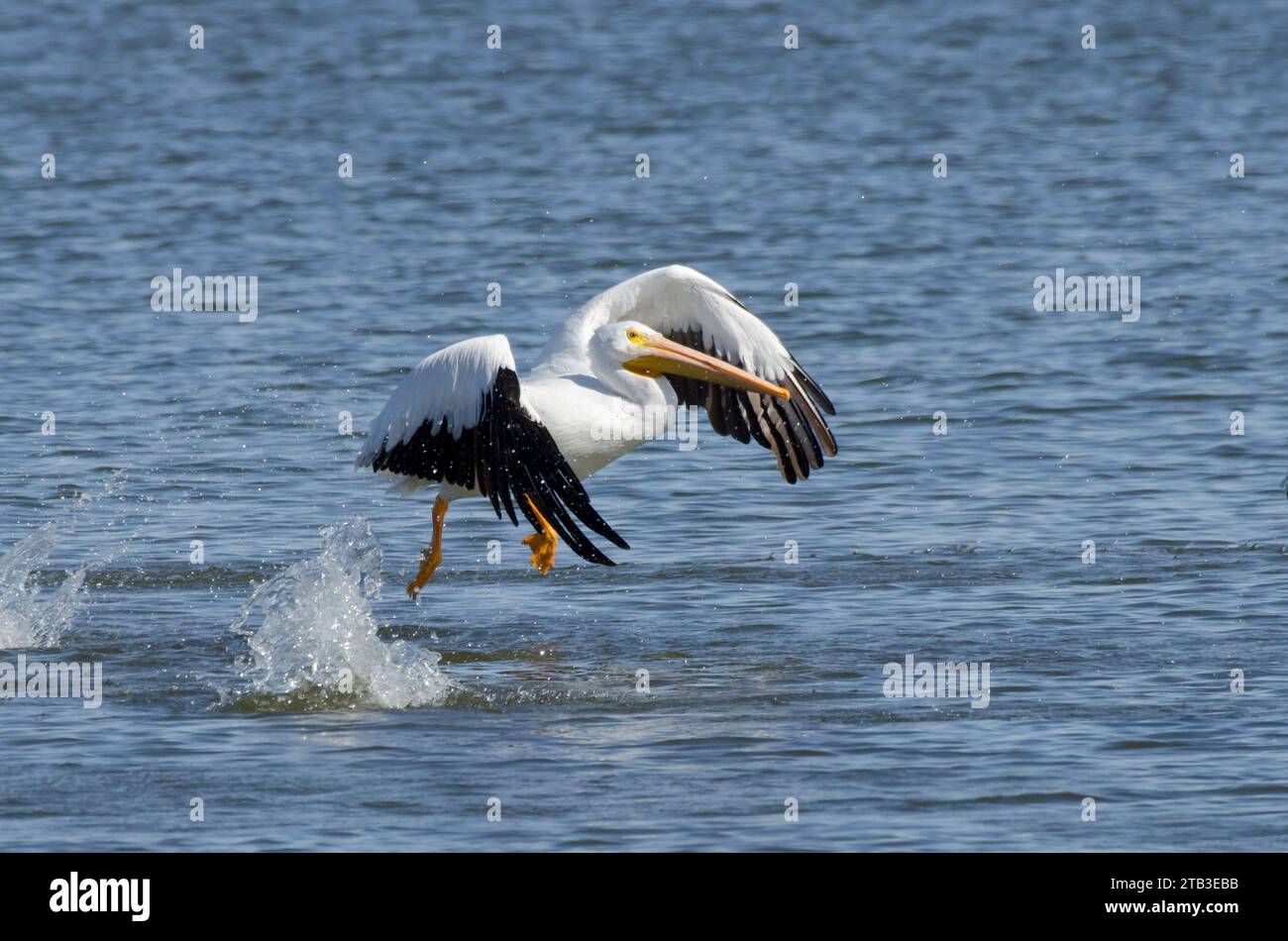American White Pelican, Pelecanus erythrorhynchos, taking flight Stock Photo