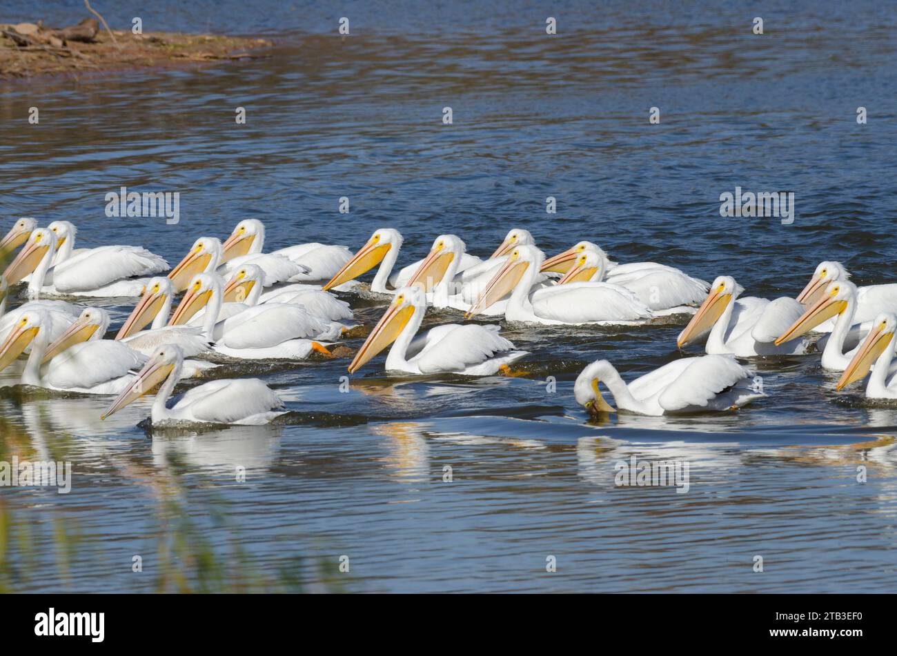 American White Pelicans, Pelecanus erythrorhynchos, feeding Stock Photo