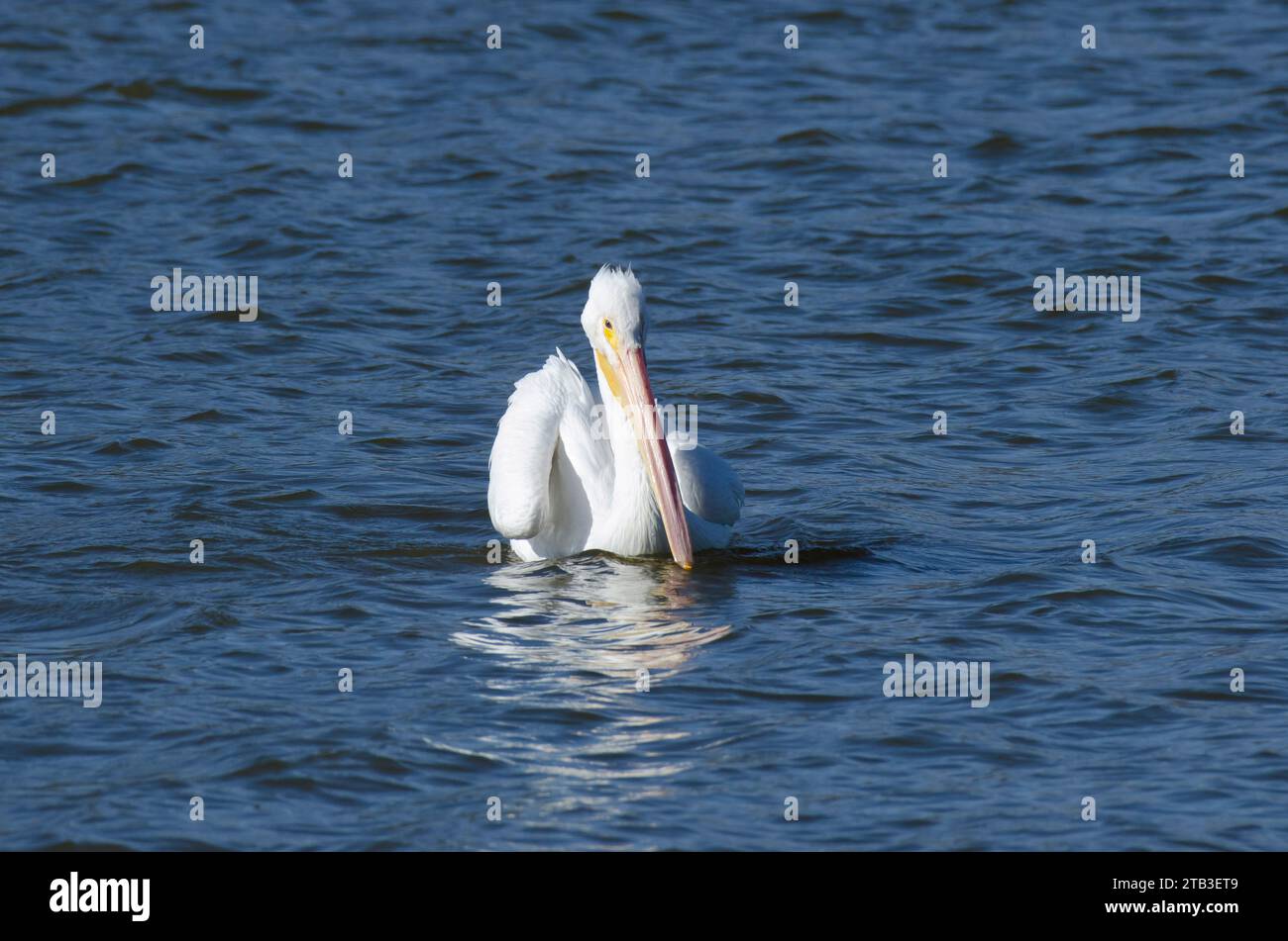 American White Pelican, Pelecanus erythrorhynchos Stock Photo
