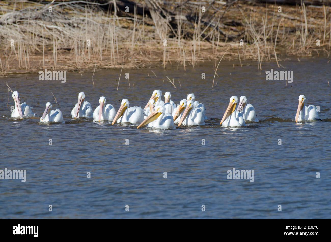 American White Pelicans, Pelecanus erythrorhynchos Stock Photo