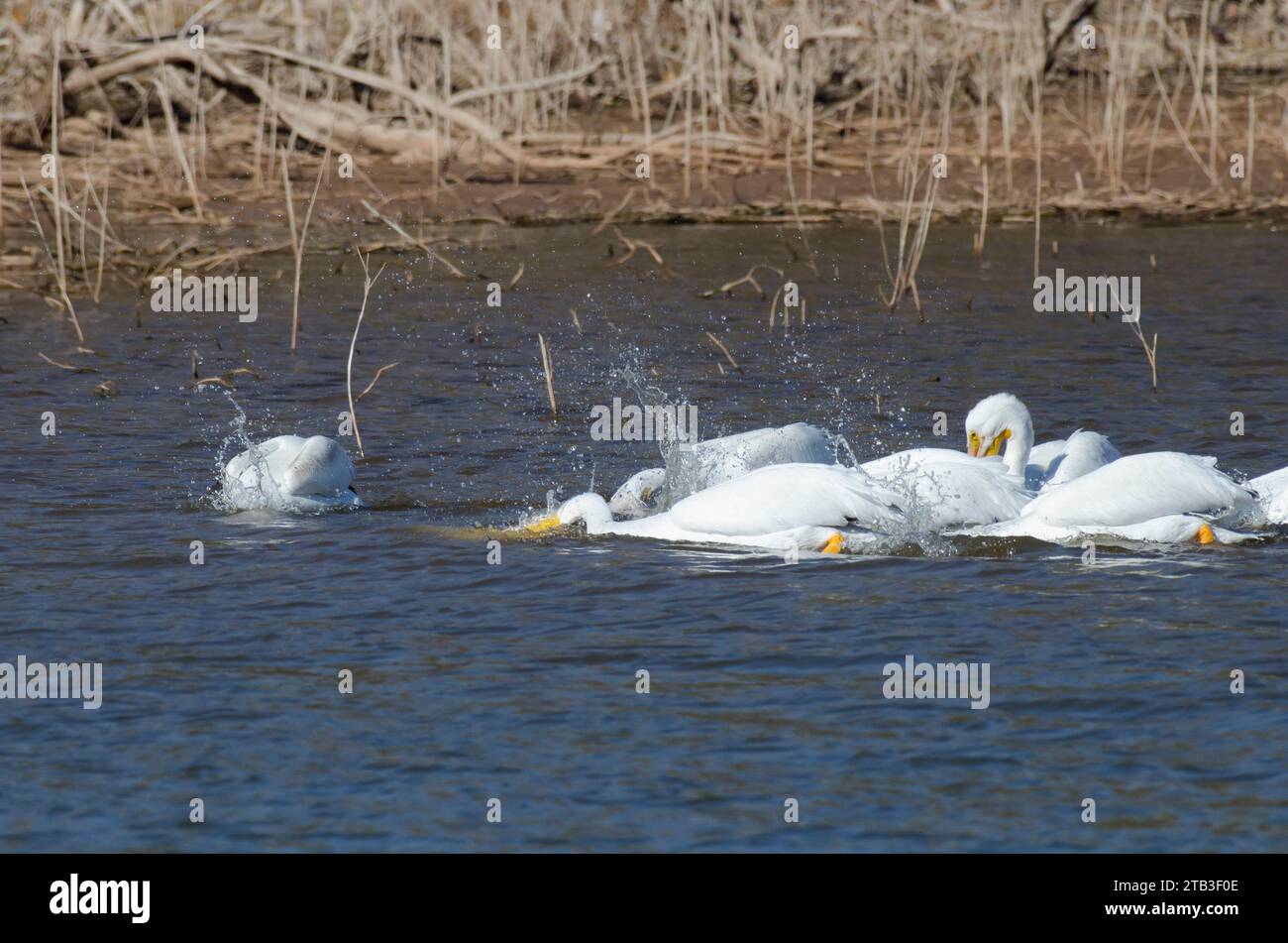 American White Pelicans, Pelecanus erythrorhynchos, feeding Stock Photo