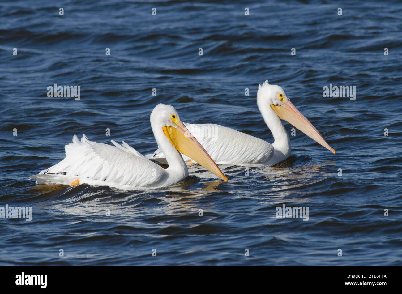 American White Pelicans Pelecanus Erythrorhynchos Stock Photo Alamy