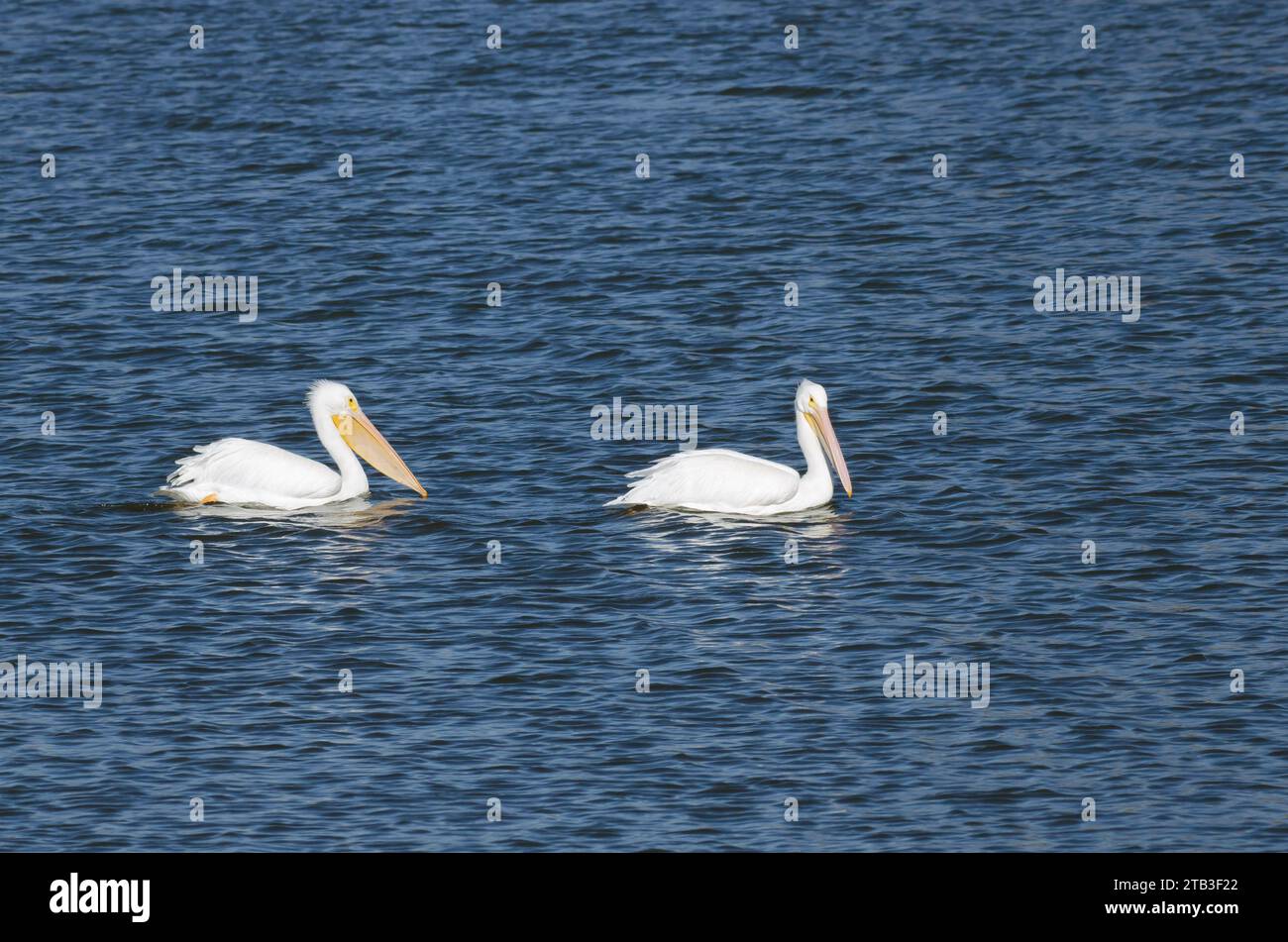 American White Pelicans, Pelecanus erythrorhynchos Stock Photo