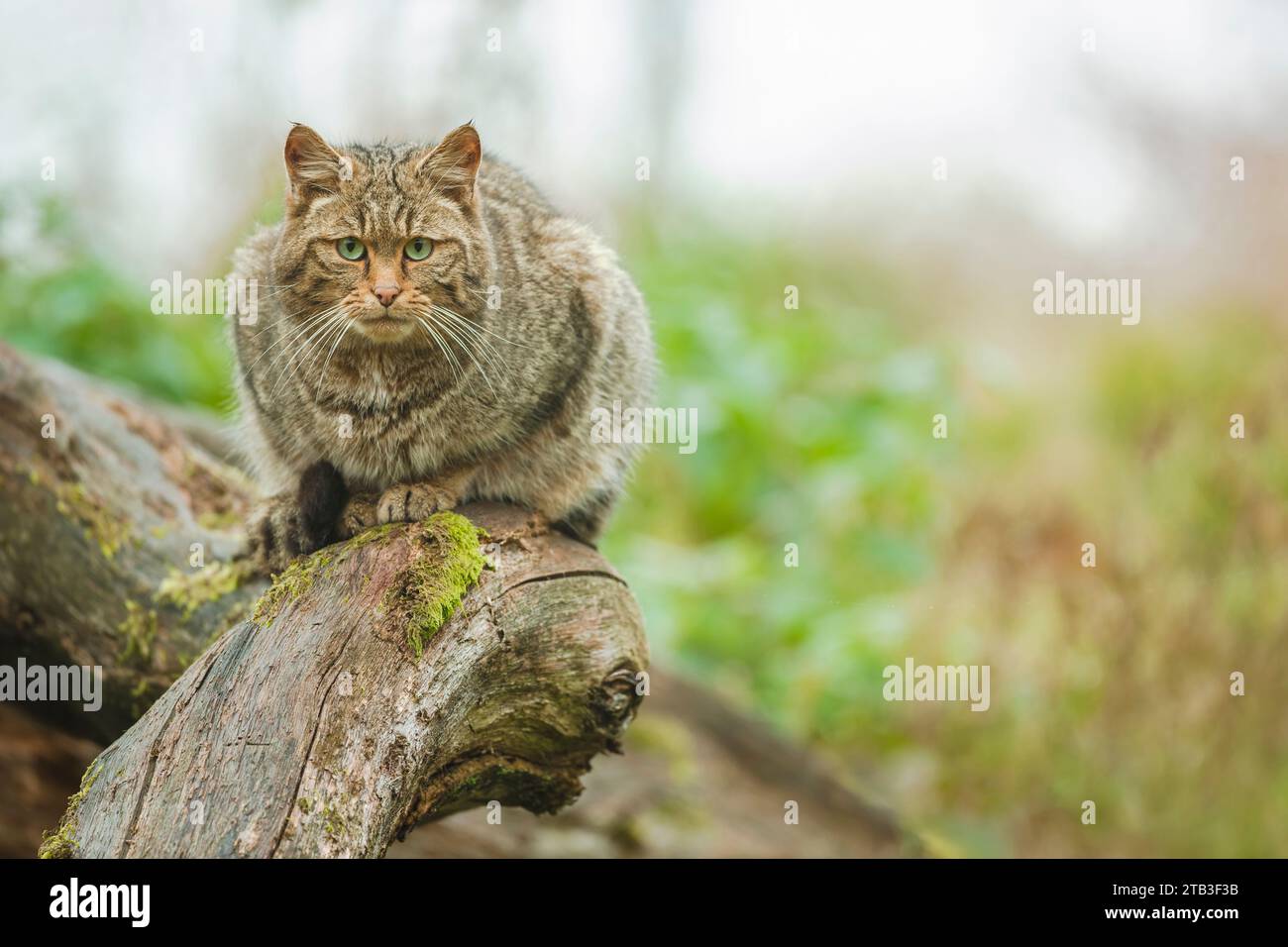 European Wildcat, Felis silvestris Stock Photo
