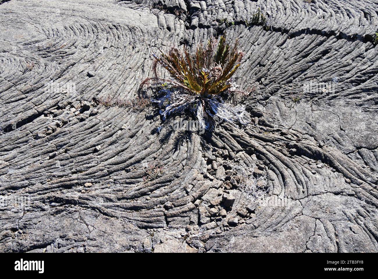 Blechnum fern growing in the center of pahoehoe lava flows rocks in Piton de la Fournaise, Reunion Stock Photo