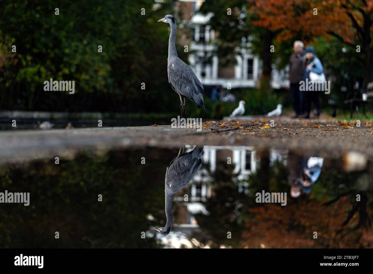 A grey heron in a park and its reflection, London wildlife Stock Photo