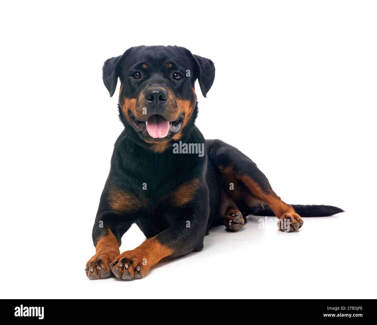 Purebred Rottweiler purebred rottweiler in front of white background Stock Photo - Alamy