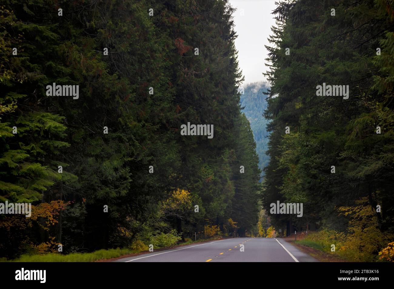 In the Cascade Mountain Range the McKenzie Pass in Oregon, offers scenic views and places where forest fires rage through the forest of evergreens. Stock Photo