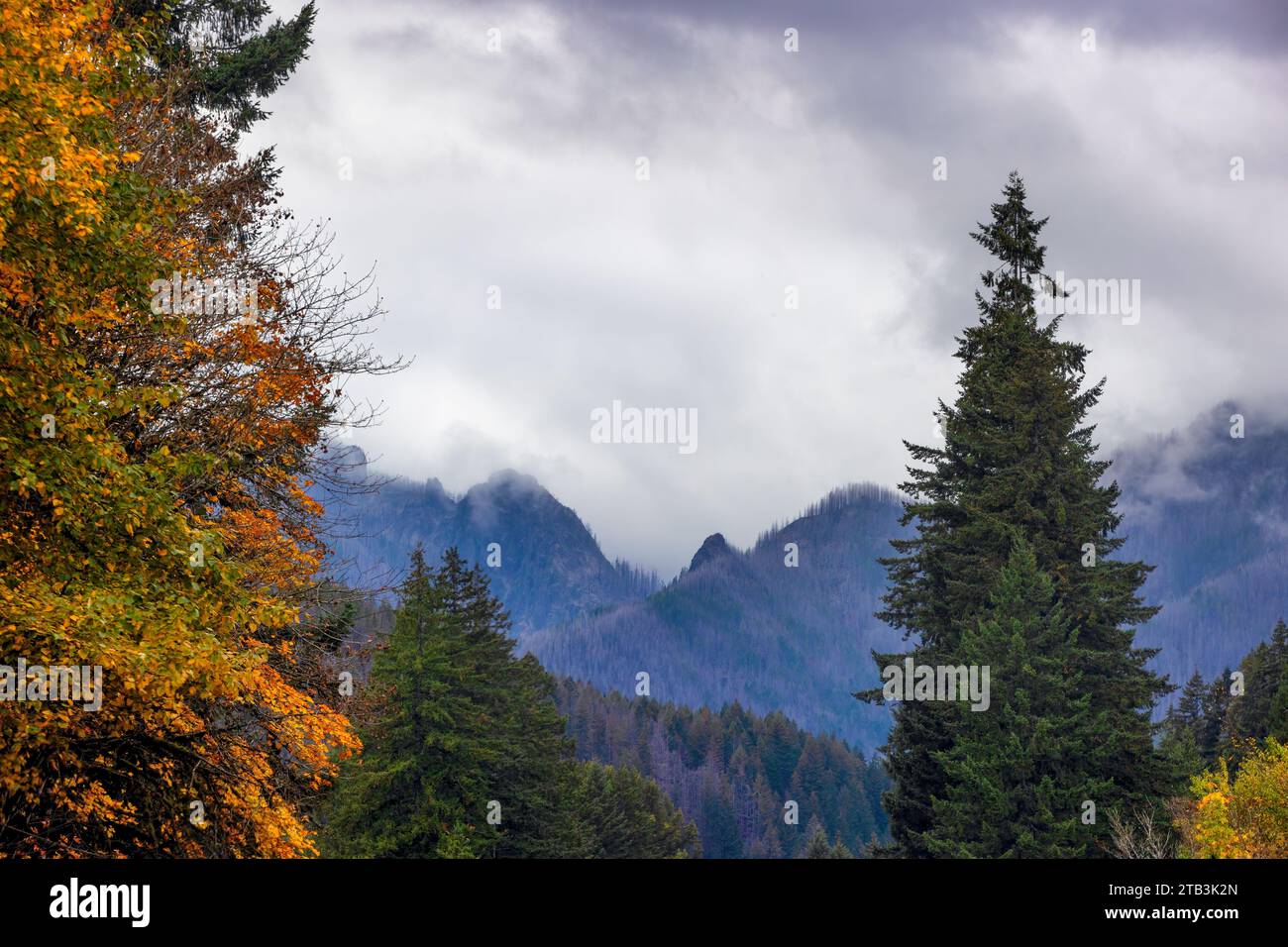 In the Cascade Mountain Range the McKenzie Pass in Oregon, offers scenic views and places where forest fires rage through the forest of evergreens. Stock Photo