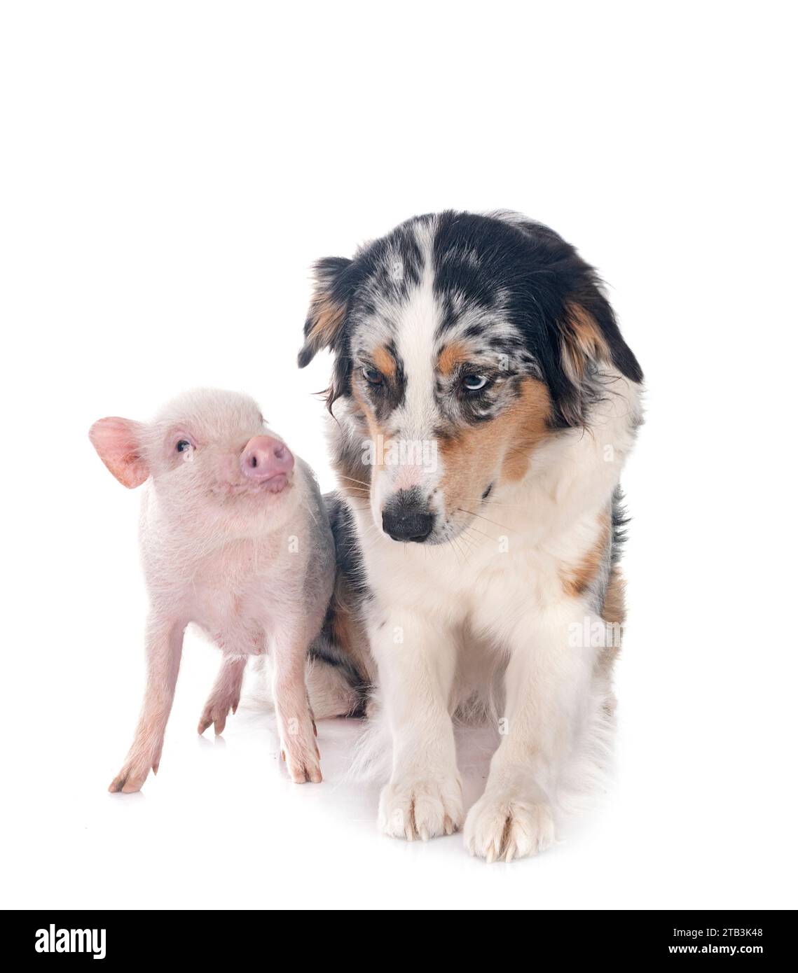pink miniature pig and australian shepherd in front of white background Stock Photo