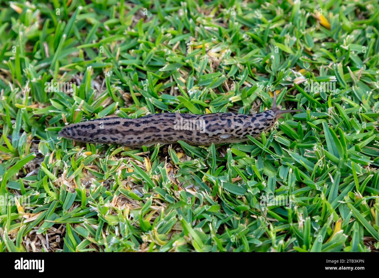 Photograph of a large Leopard Slug crawling on green grass in a domestic garden in the Blue Mountains in Australia Stock Photo