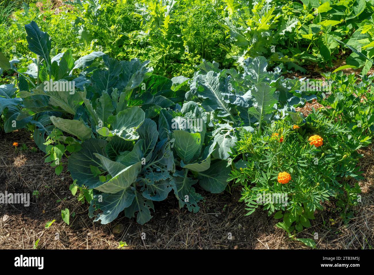 natürlich bewirtschafteter Gemüsegarten Stock Photo
