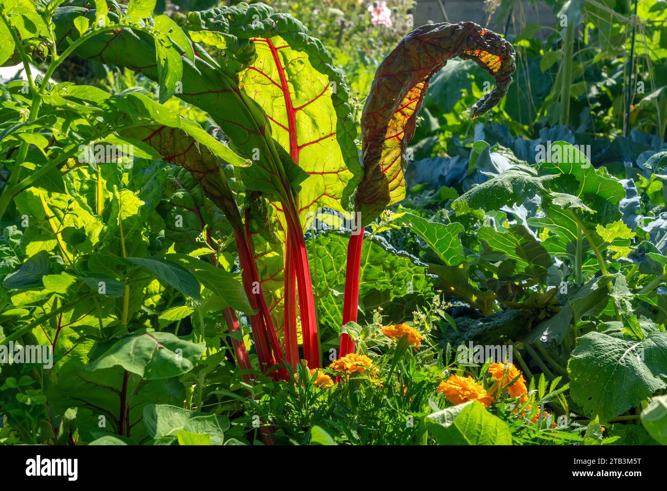 natürlich bewirtschafteter Gemüsegarten Mangold Stock Photo