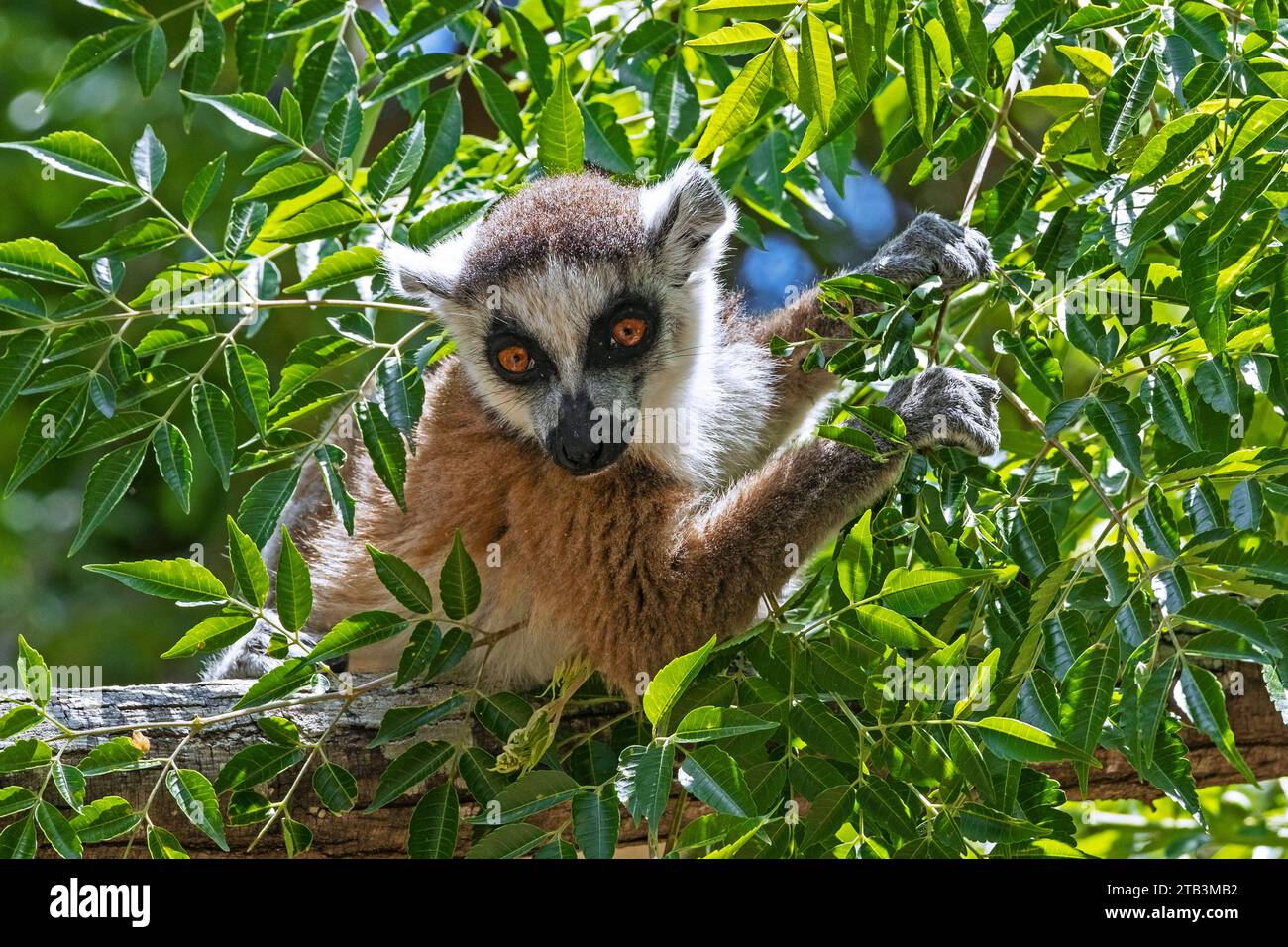Ring-tailed lemur (Lemur catta) in tree eating leaves, Isalo National Park, Ihorombe Region, Fianarantsoa Province, Madagascar, Africa Stock Photo