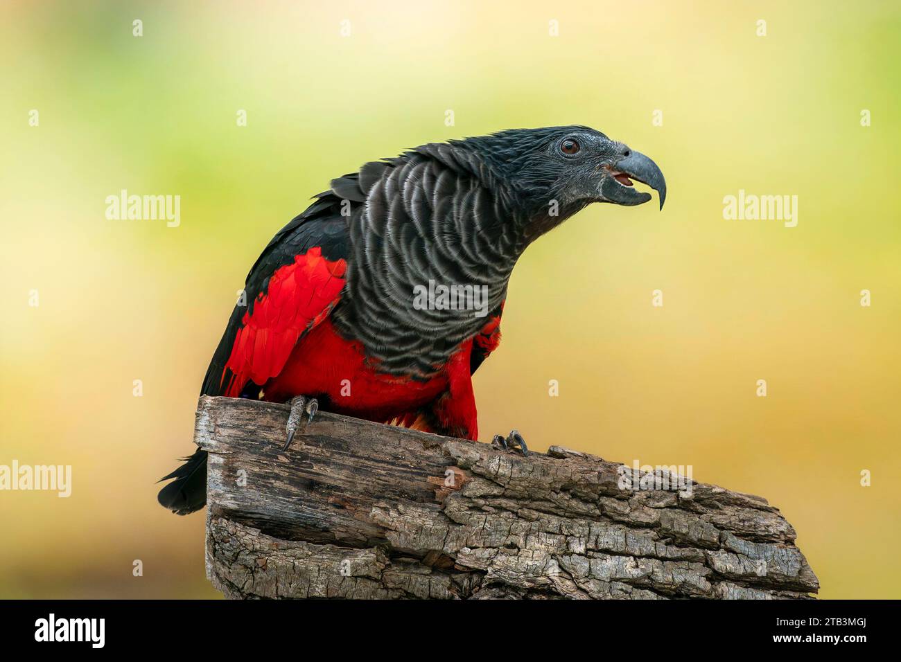 Pesquet's parrot, Psittrichas fulgidus Stock Photo