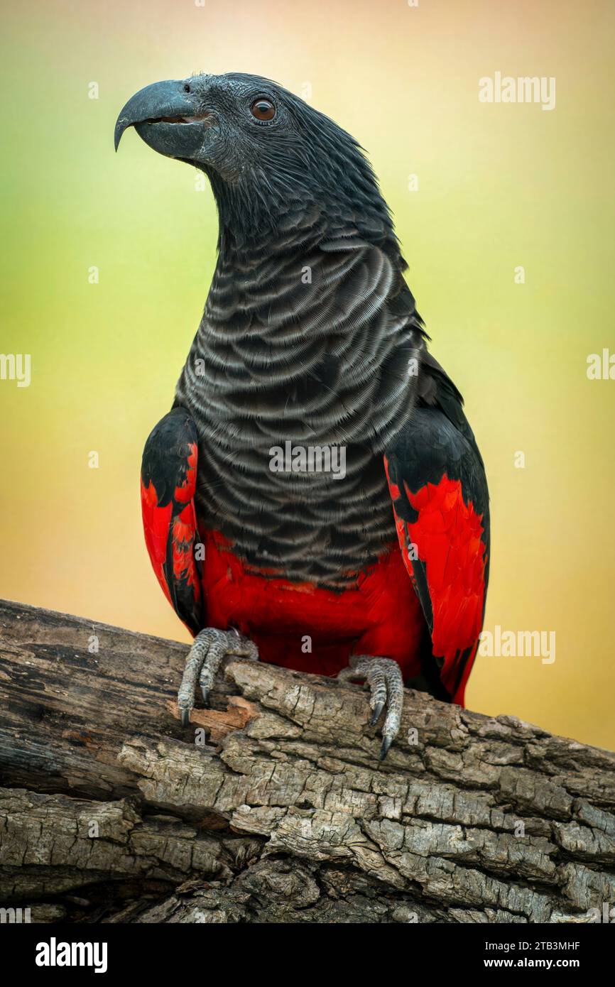 Pesquet's parrot, Psittrichas fulgidus Stock Photo