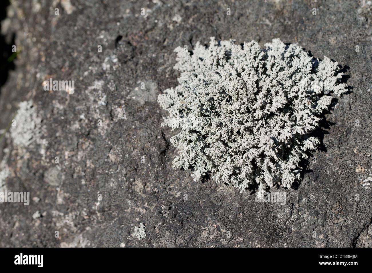 Snow lichen (Stereocaulon) Stock Photo