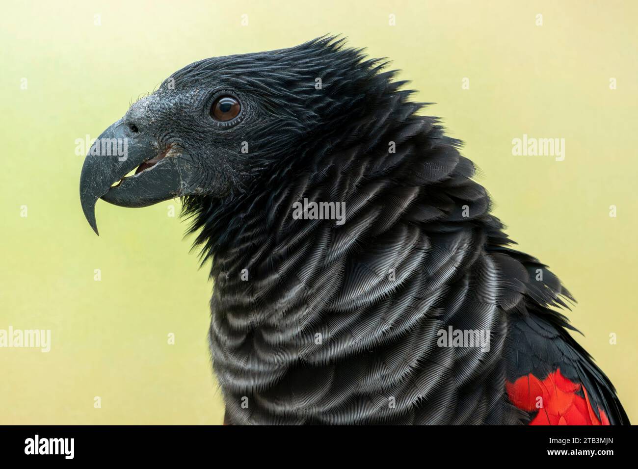 Pesquet's parrot, Psittrichas fulgidus Stock Photo