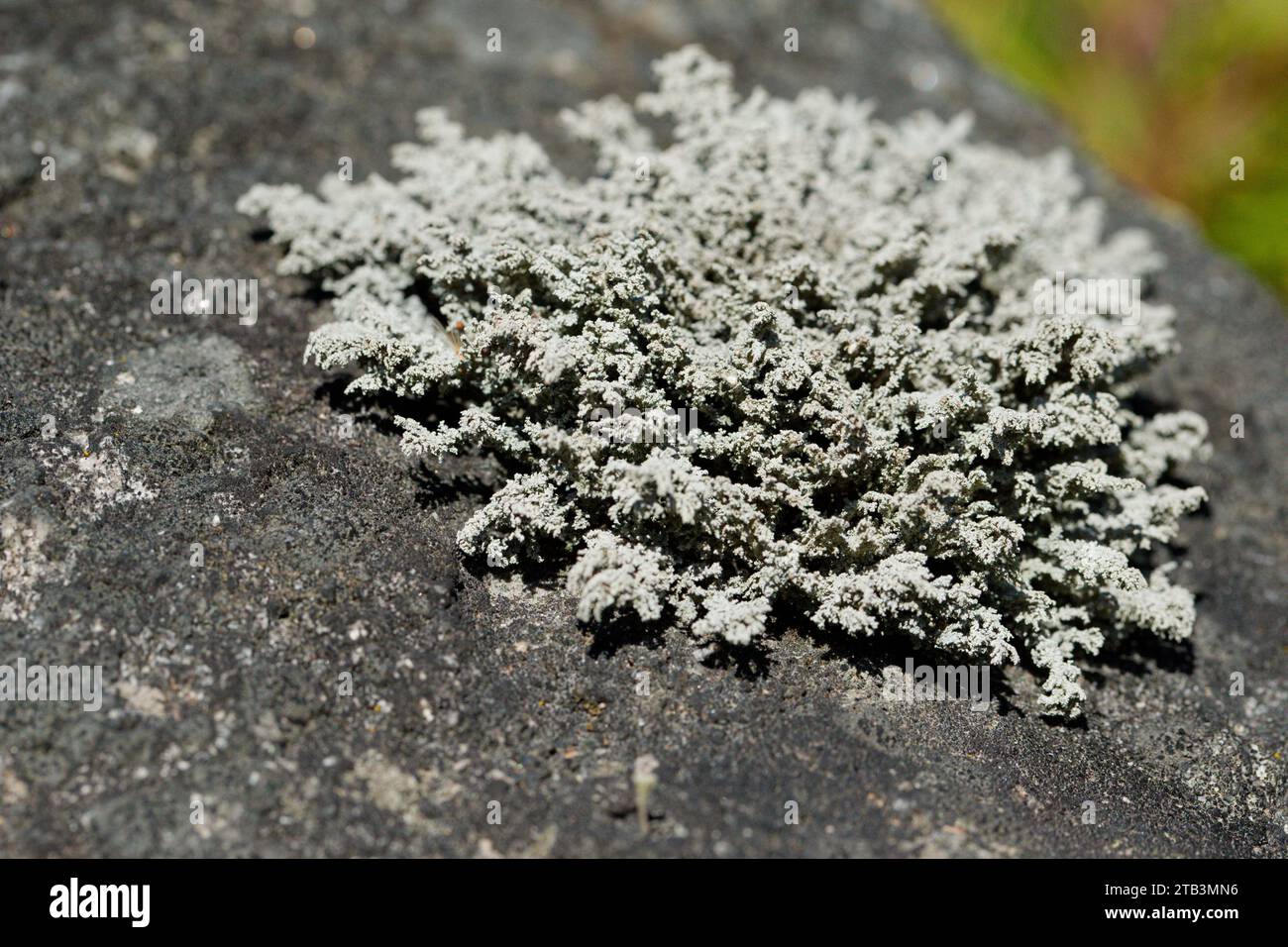 Snow lichen (Stereocaulon) Stock Photo