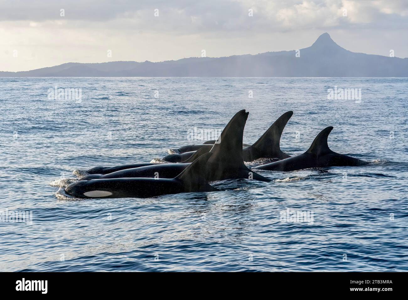 Orcas tails at the surface of Mayotte lagoon Indian Ocean Stock Photo