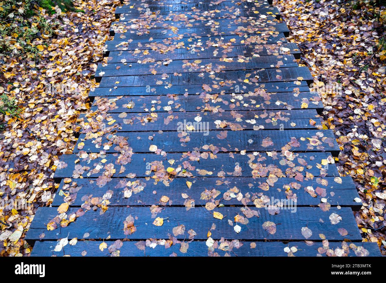 Many autumn leaves on a wet path made of wooden planks after a rain in autumn Stock Photo
