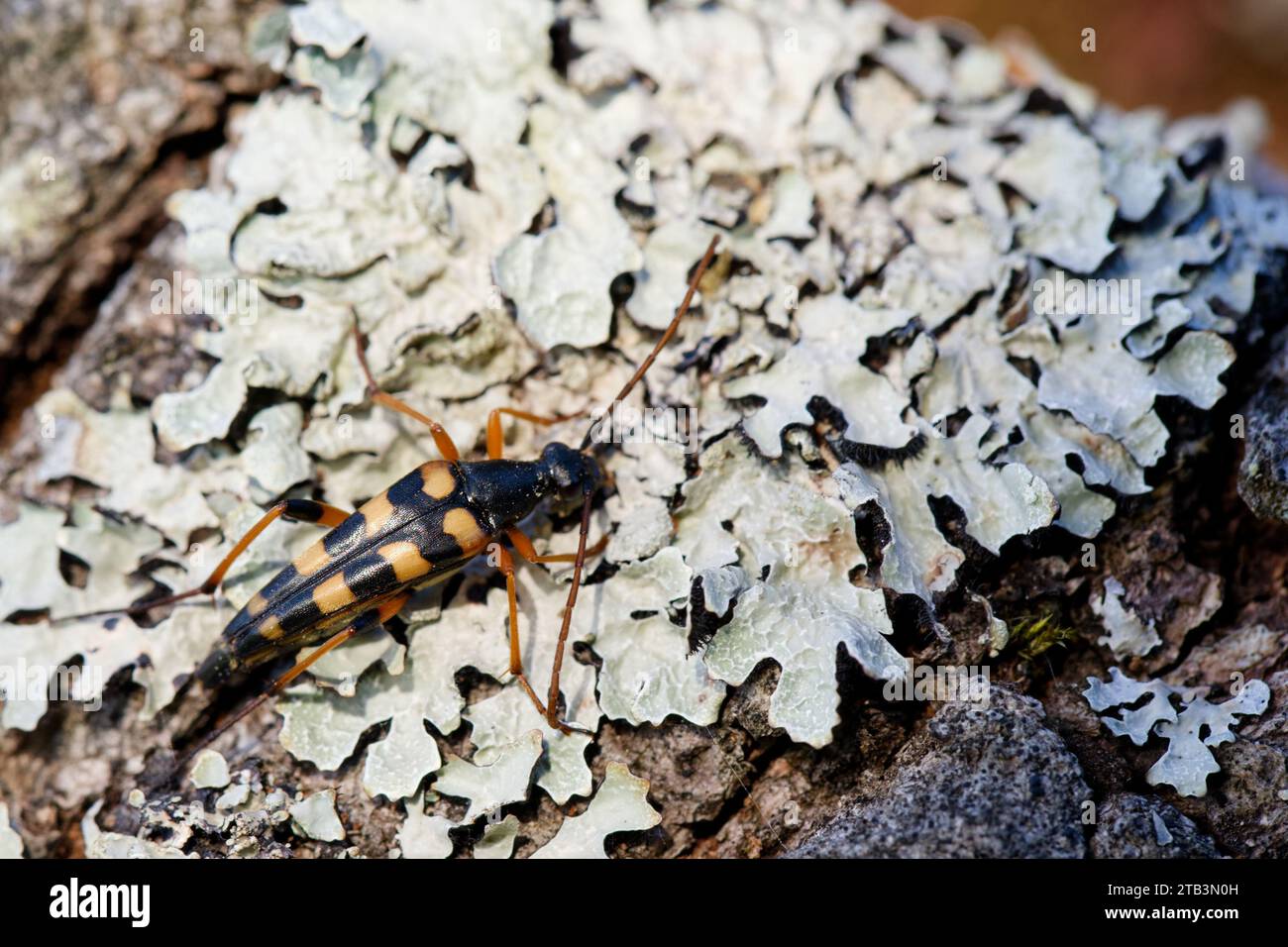 Longhorn beetle (Strangalia attenuata) only one population exist in wild Finland Stock Photo