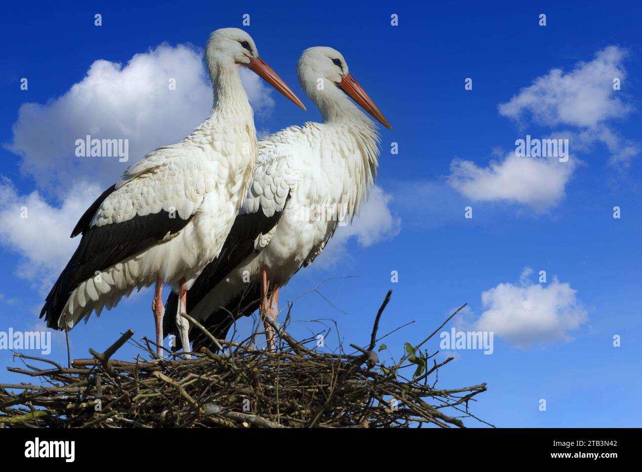 Weissstorch (Ciconia ciconia), White Stork, Nest, Paar, Kulturfolger ...