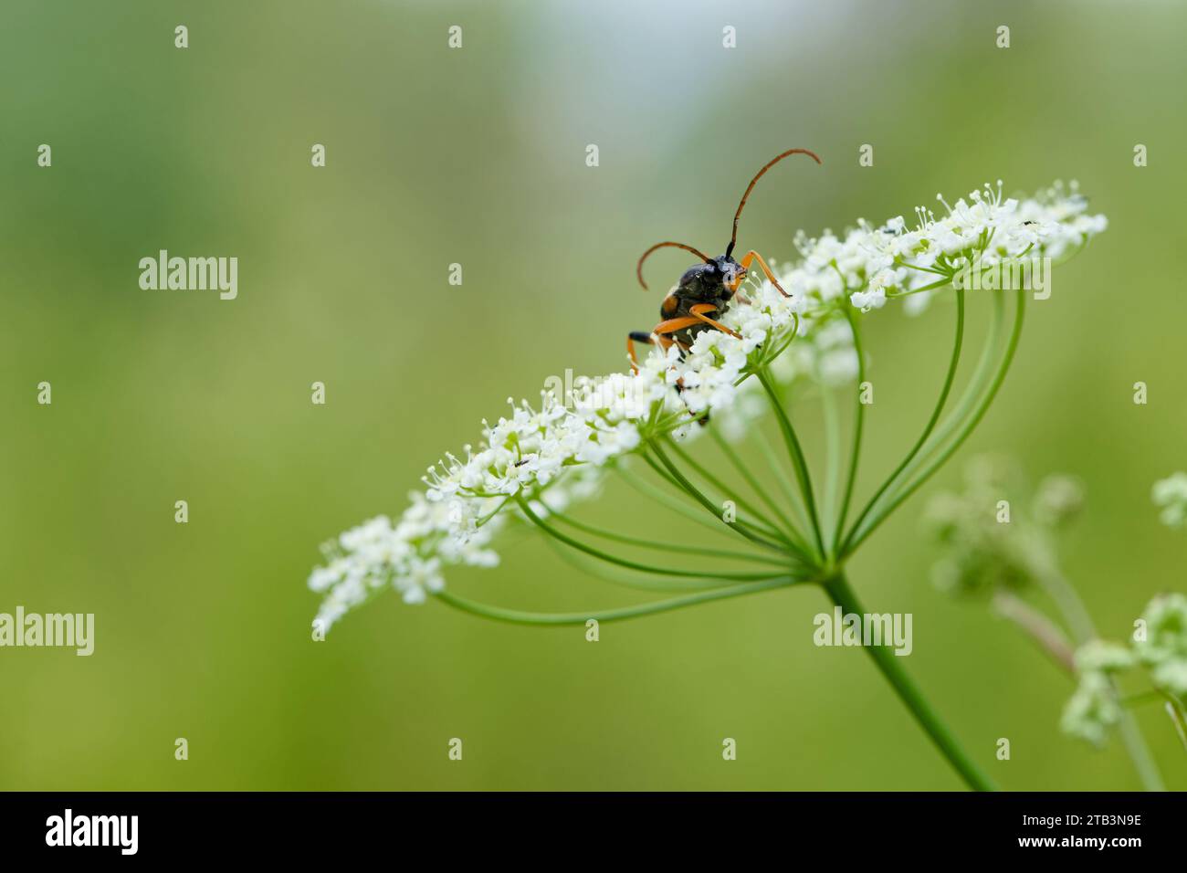 Longhorn beetle (Strangalia attenuata) only one population exist in wild Finland Stock Photo