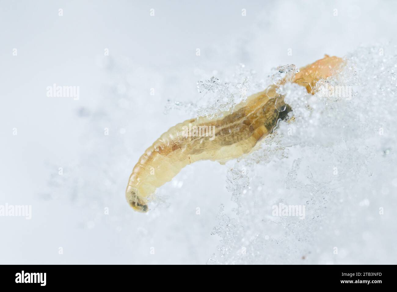 Hover-fly larvae (Syrphidae) on snow Stock Photo