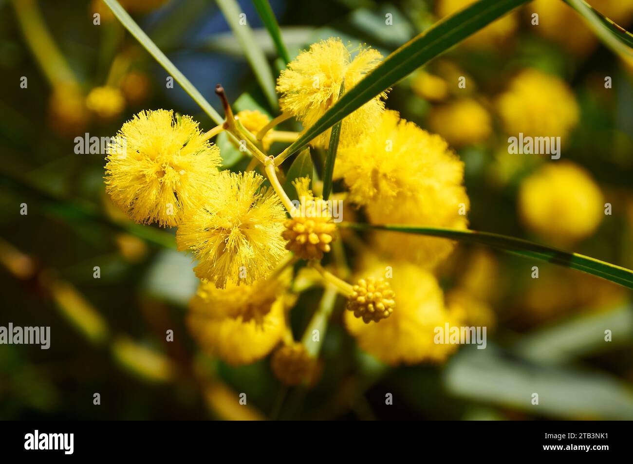 Closeup of golden wreath wattle (Acacia saligna) flowers inflorescence (Teulada, Marina Alta, Alicante, Valencian Community, Spain) Stock Photo