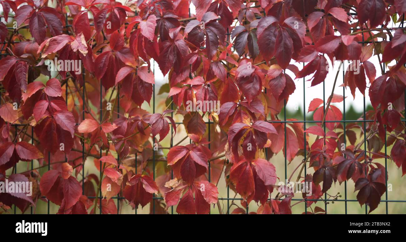 flowers growing in garden close up Stock Photo - Alamy