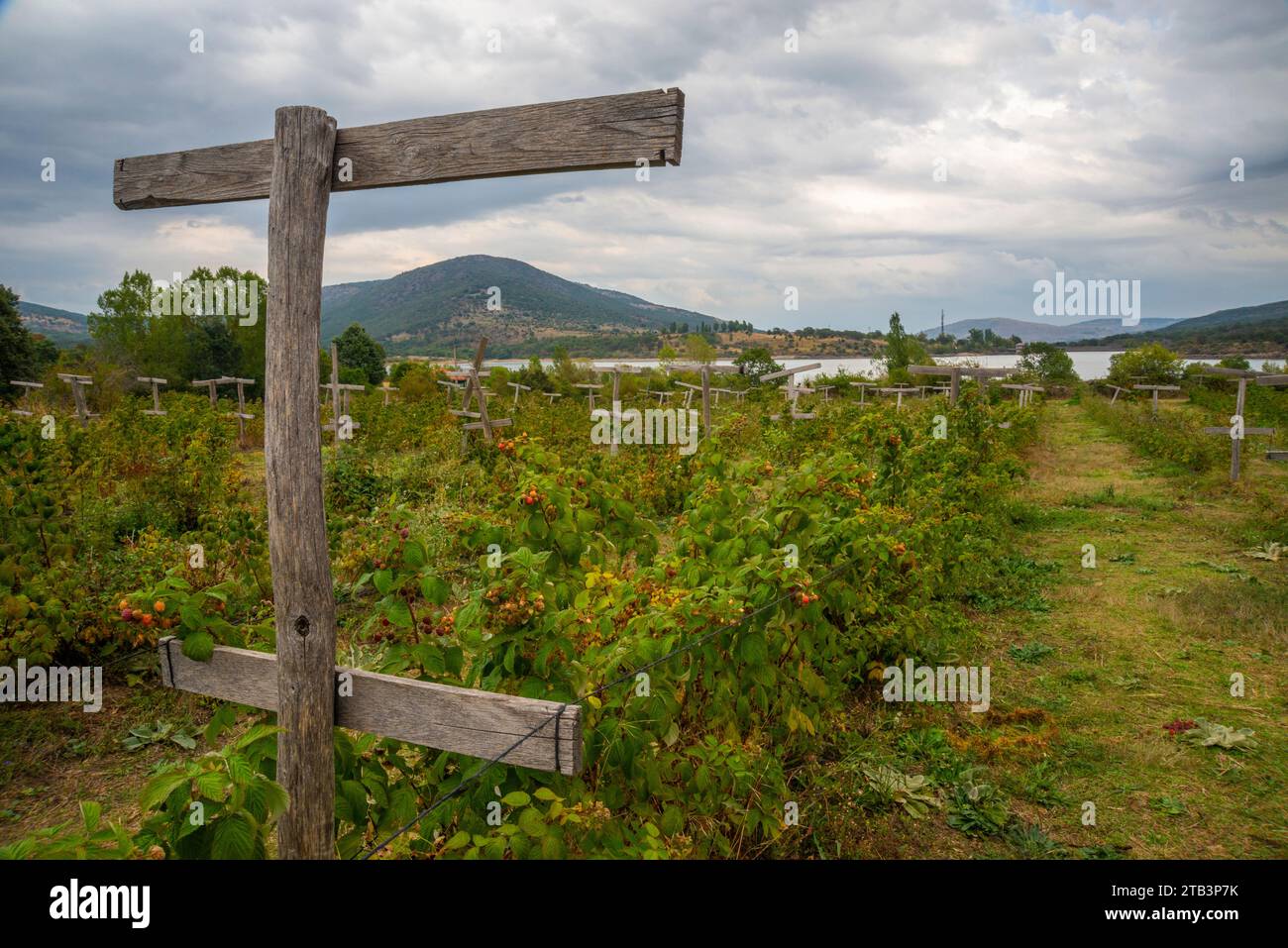 Raspberry plantation. Lozoya, Madrid province, Spain. Stock Photo