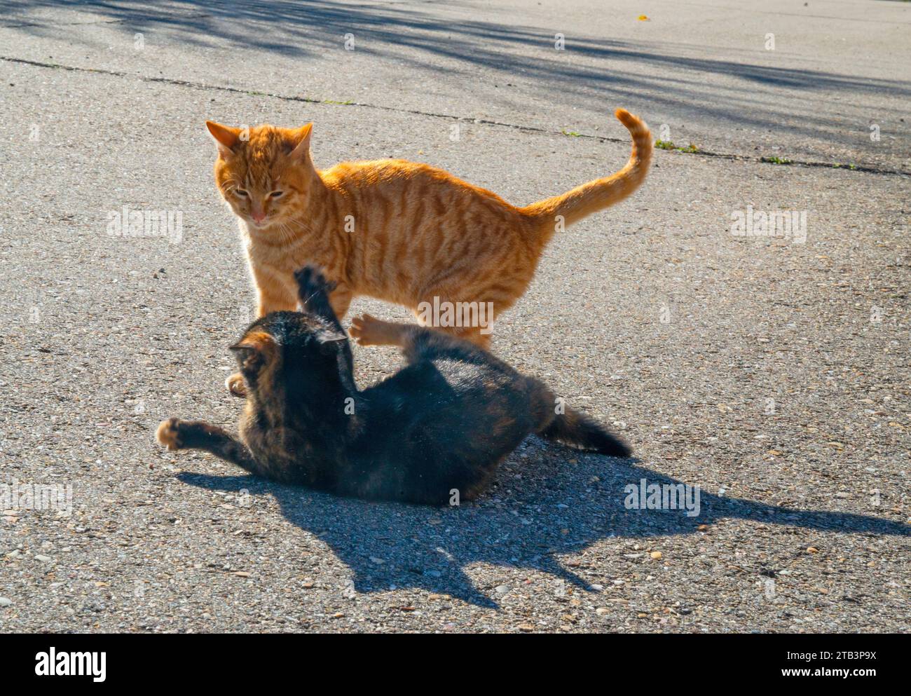 Two kittens playing. Stock Photo