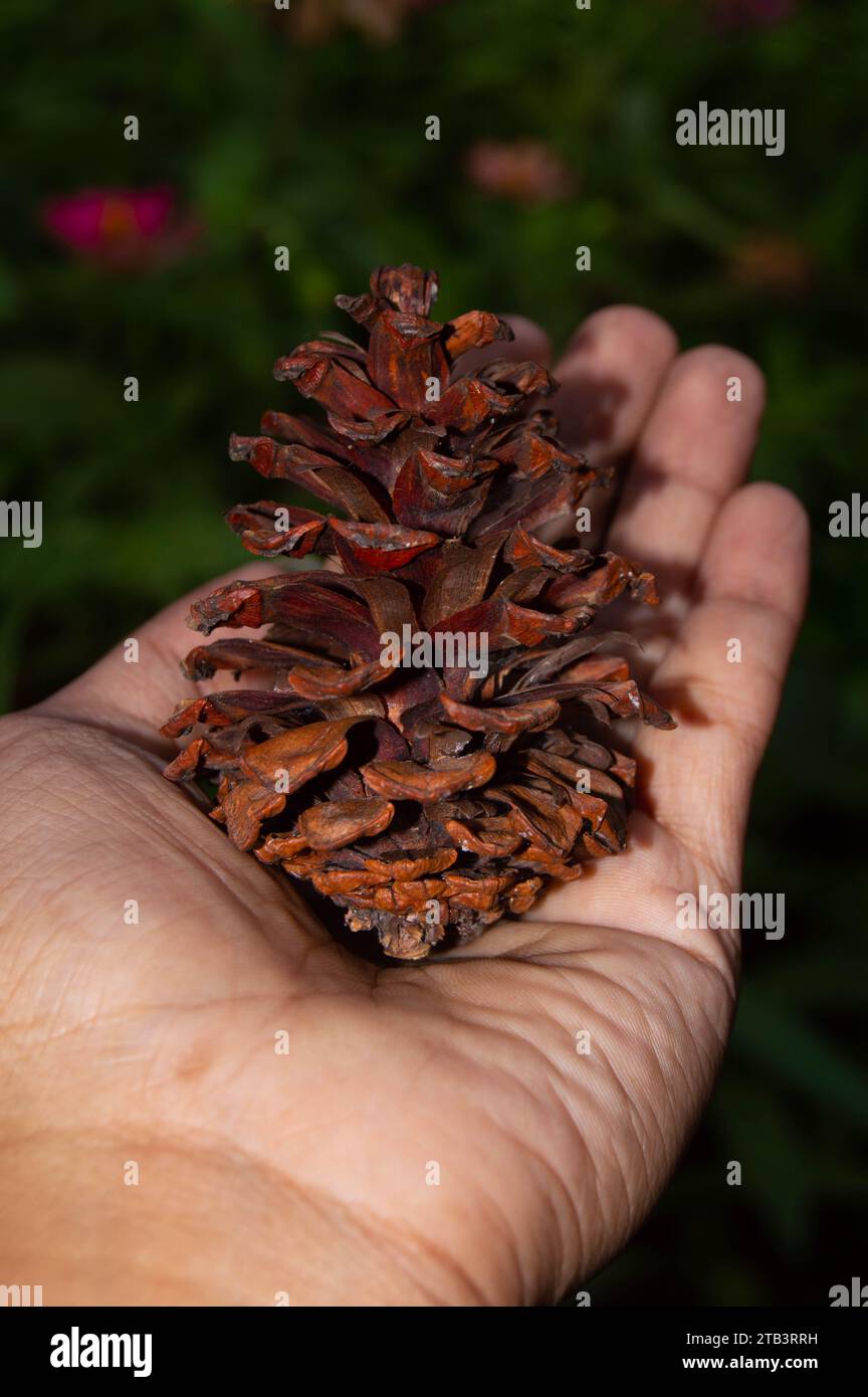 shot on dried pine cones Stock Photo