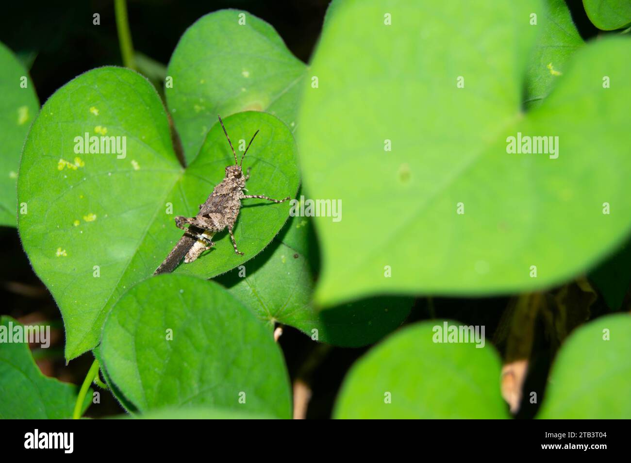 green leaf with small grasshoppers on it Stock Photo
