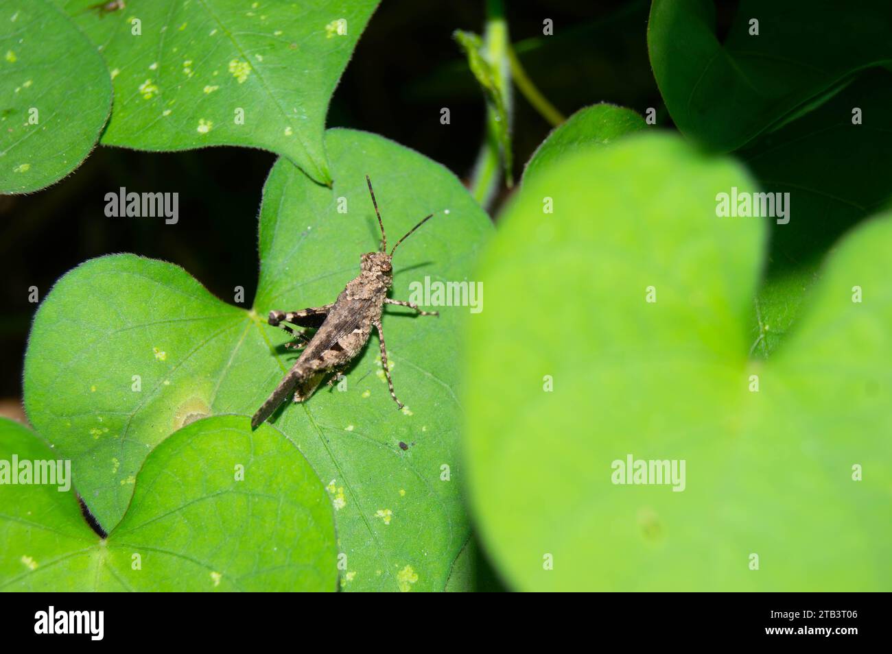 green leaf with small grasshoppers on it Stock Photo