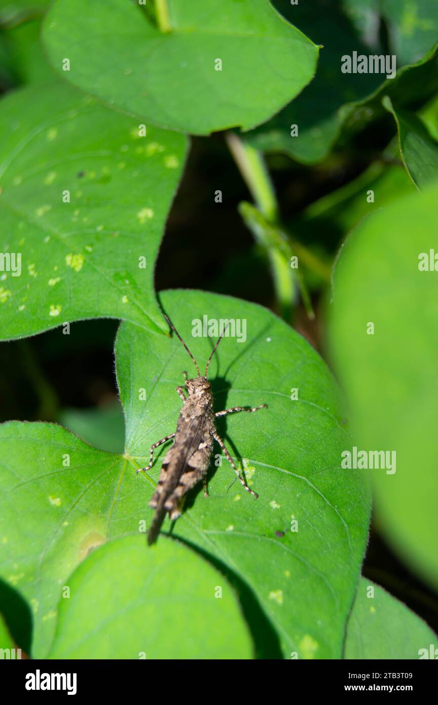 green leaf with small grasshoppers on it Stock Photo